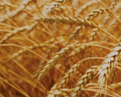 L'effet des rayons sur le cerveau humain